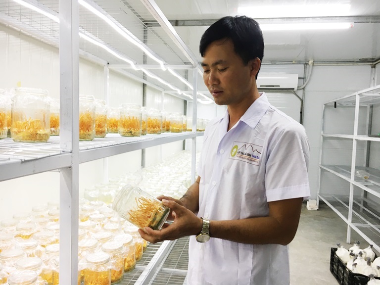 HTX Tam Đảo còn mở rộng sang trồng đông trùng hạ thảo để đáp ứng nhu cầu thị trường.