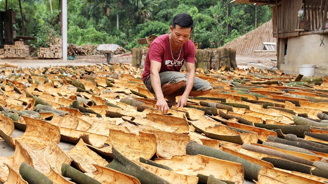 Duy trì và phát triển cây quế, đặc biệt mở rộng vùng quế hữu cơ đã giúp người dân vươn lên làm giàu. (Ảnh TL)