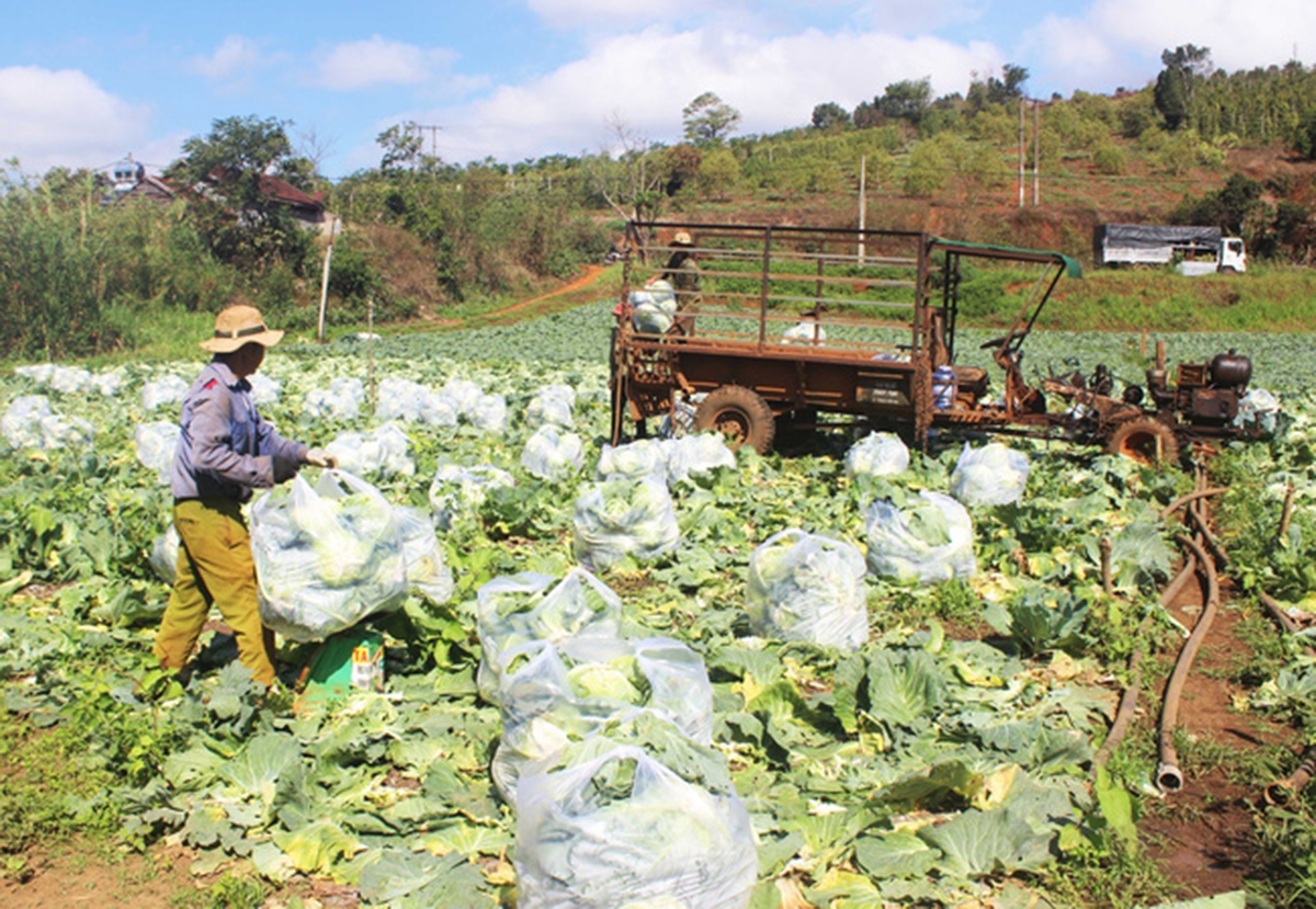 Vẫn rất cần sự hỗ trợ, kết nối thị trường để rau xanh Đắk Song tiêu thụ thuận lợi hơn, đặc biệt vào cao điểm chính vụ (Ảnh TL).