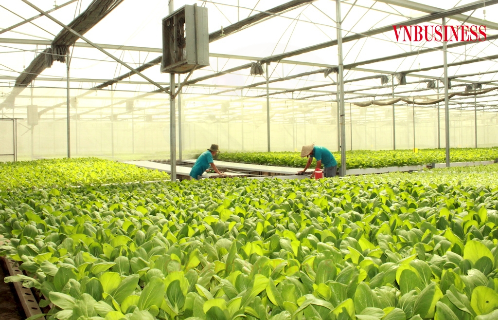 Việc xúc tiến công nghệ và triển khai đầu tư dự án nhằm khôi phục phát triển sản xuất, kinh doanh HTX được Liên minh HTX Việt Nam nêu rõ nhằm thực hiện Nghị quyết số 105/NQ-CP.