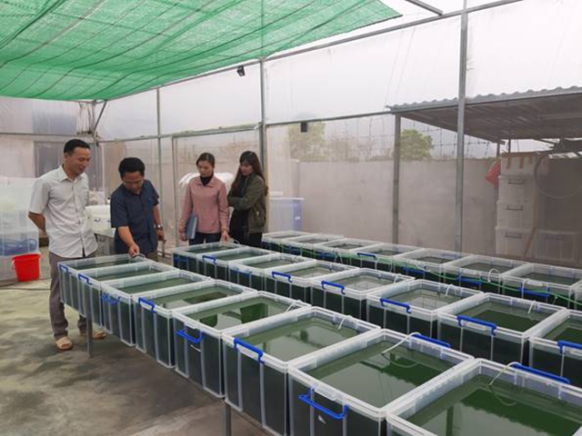 Mô hình nuôi cấy tảo của HTX nông nghiệp công nghệ cao Tảo Việt đang từng bước khẳng định hiệu quả.