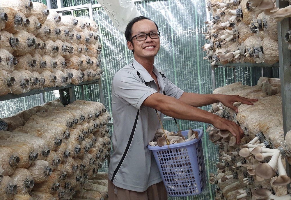 Trồng nấm sạch giúp nâng cao chất lượng môi trường và cho giá trị kinh tế cao.