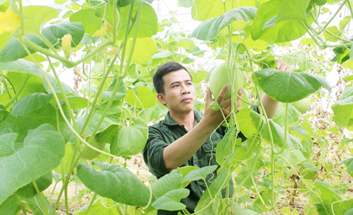 Những thanh niên khởi nghiệp với HTX như Lê Cảnh Hiếu ngày càng nhiều ở Nghệ An. (Ảnh TL)