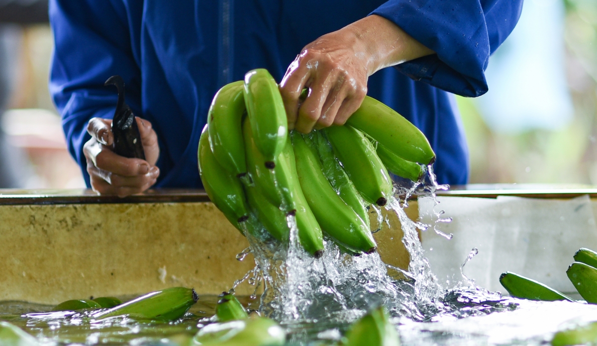 Nhu cầu tiêu thụ sản phẩm trái chuối của tỉnh Lai Châu trong các tháng cuối năm 2021 là trên 13.200 tấn.