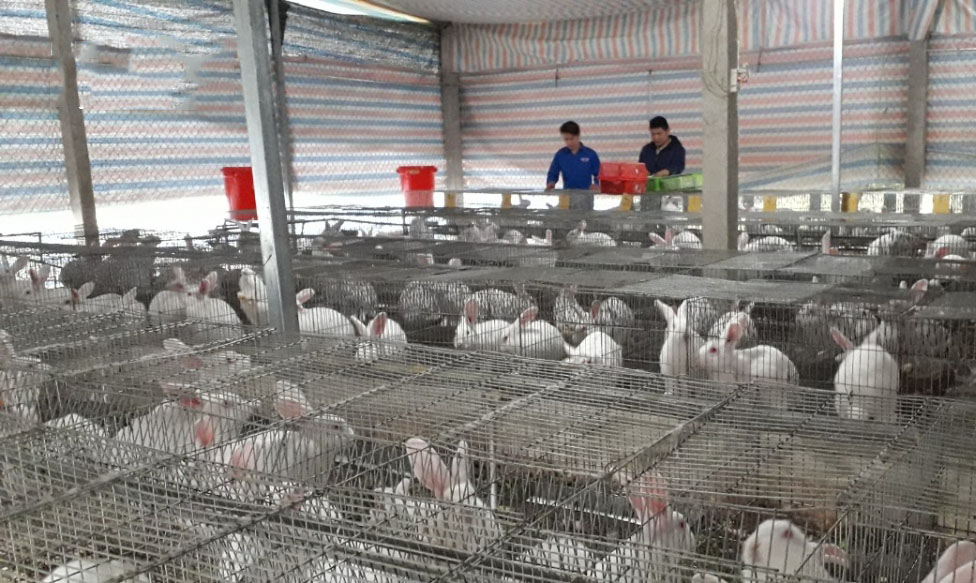 Trang trại thỏ của HTX thanh niên Lâm Thượng được nuôi theo tiêu chuẩn VietGAP.