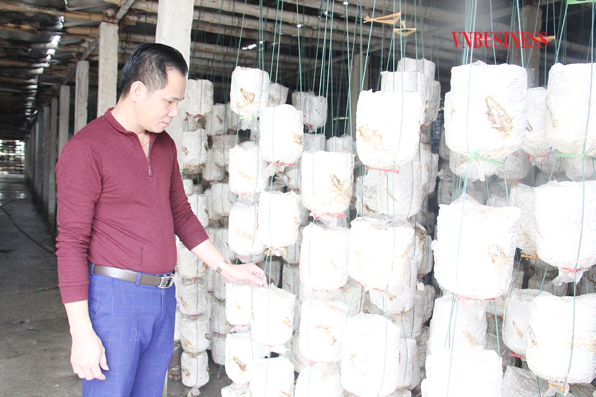 Ông Nguyễn Văn Thành, Giám đốc HTX dịch vụ Linh Phát kiểm tra phôi nấm để triển khai các biện pháp chăm sóc.