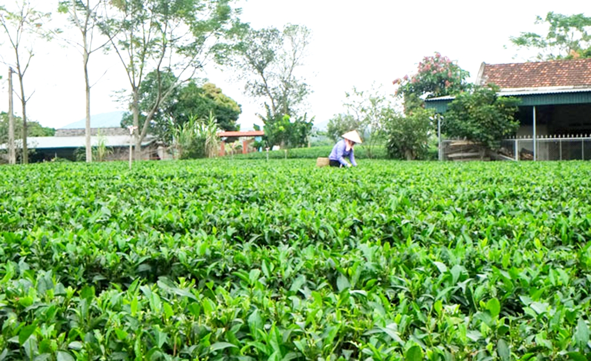 Nhờ sản xuất sạch, chè Phú Đô đang liên tục nâng cao giá trị. (Ảnh TL)