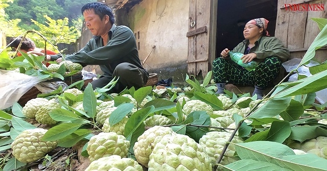 Sản xuất theo tiêu chuẩn VietGAP, dự kiến na của HTX Chi Lăng sẽ vướn tới những thị trường khó tính hơn trong tương lai.