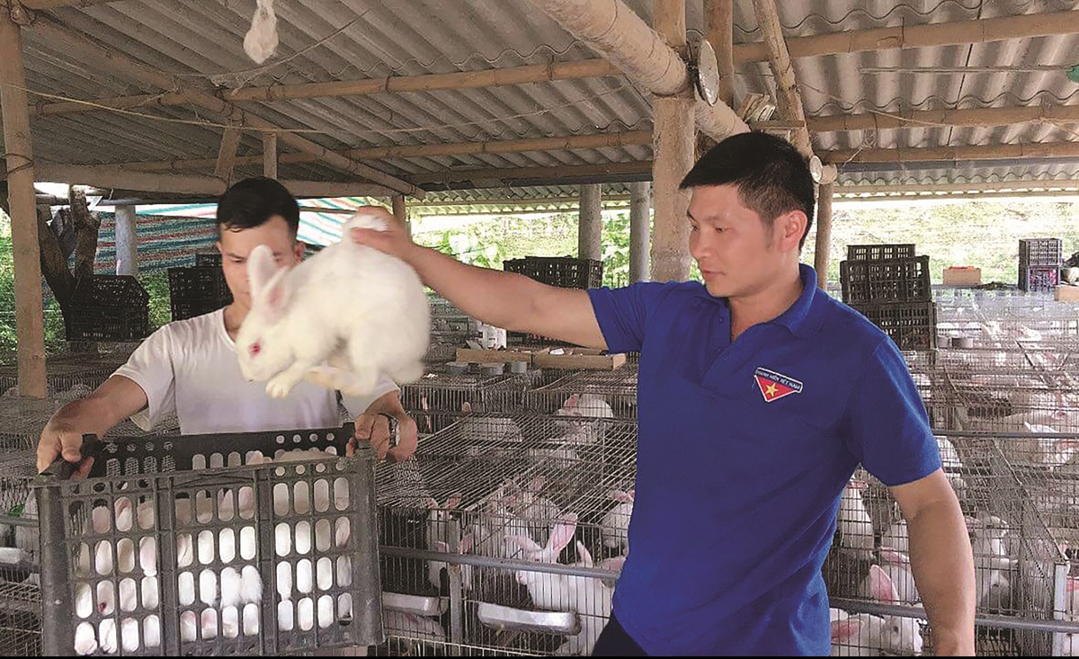 Thỏ thương phẩm của HTX thanh niên Lâm Thượng có đầu ra ổn định nhờ sự năng động của anh Phạm Hải Chiều (áo xanh) đã ký kết bao tiêu với các doanh nghiệp, HTX và nhà hàng trong và ngoài tỉnh.