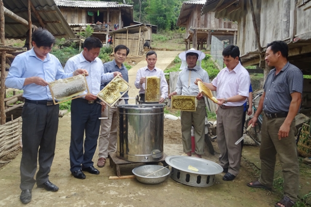 Nuôi ong mật nhằm phát triển kinh tế hộ gia đình gắn với vườn rừng và bảo tồn đa dạng sinh học ở HTX Nam Phượng.