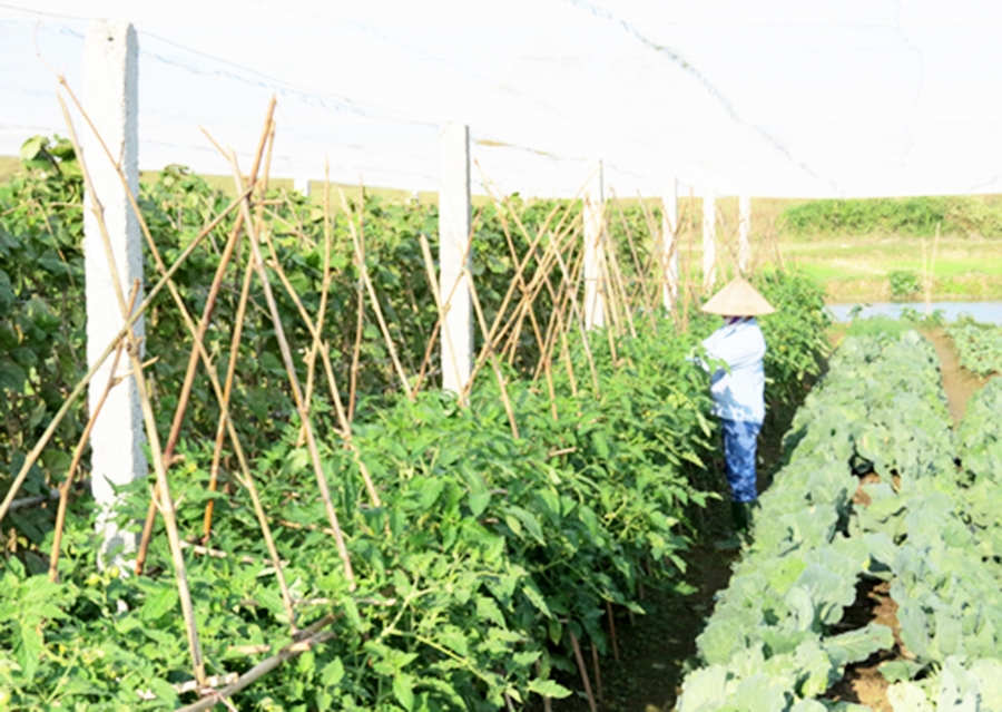Cần thêm chính sách hỗ trợ để các mô hình chuyên canh được nhân rộng (Ảnh TL).