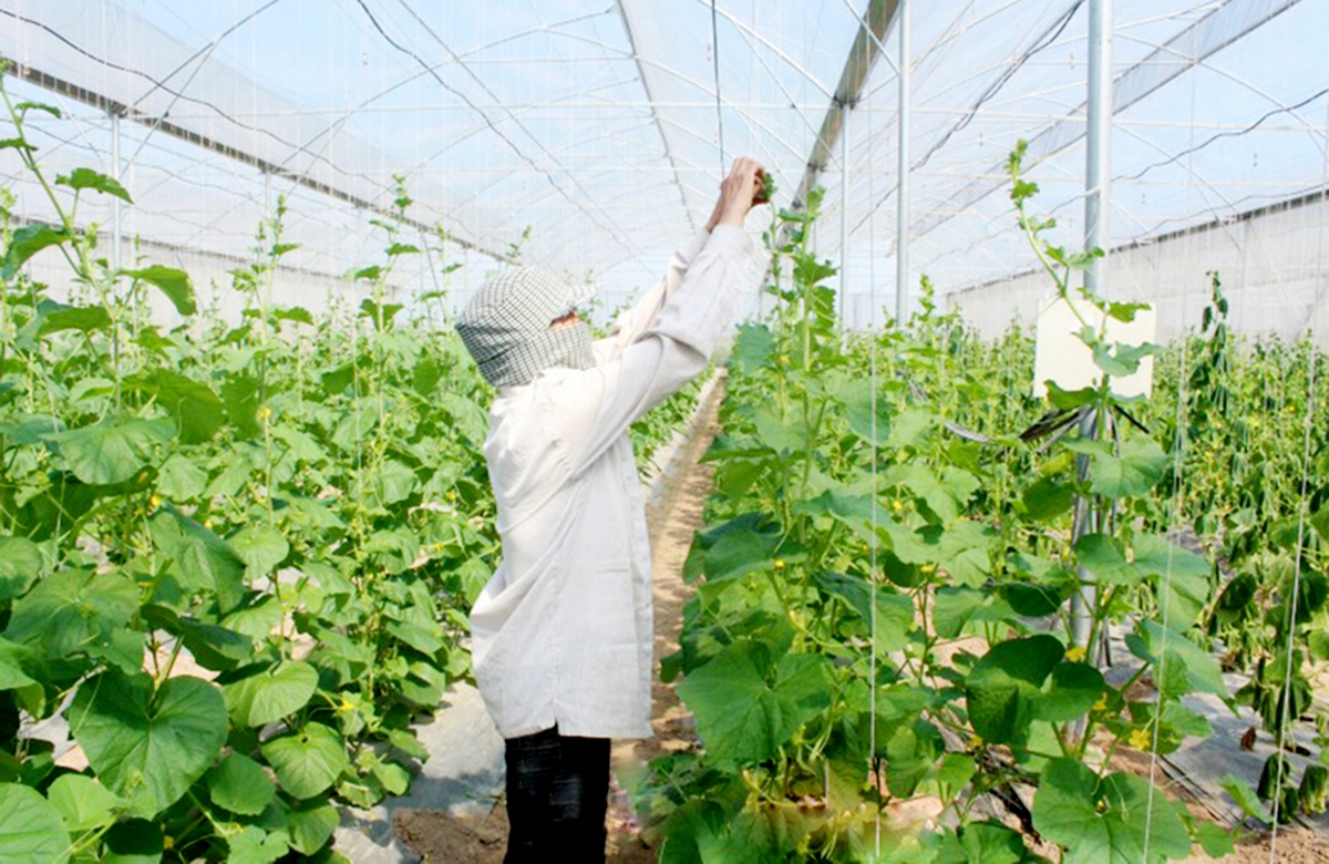 Nông nghiệp huyện Yên Mô đang có chuyển biến mạnh mẽ theo chiều sâu (Ảnh TL).