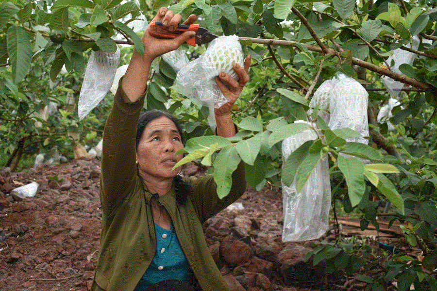 Trồng ổi VietGAP giúp nâng cao ý thức bảo vệ môi trường của người dân.
