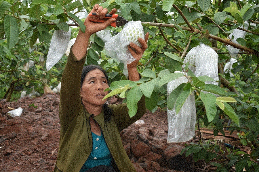 Trồng ổi VietGAP giúp nâng cao ý thức bảo vệ môi trường của người dân.