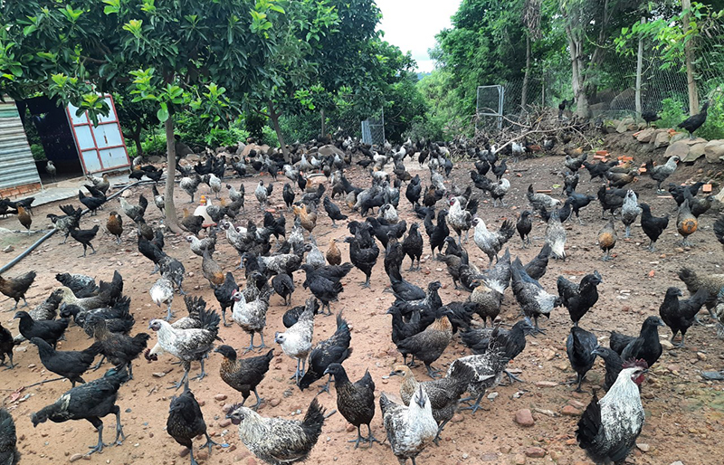 Gà đen của HTX Đại Phúc được nuôi theo tiêu chuẩn VietGAP và có truy xuất nguồn gốc.