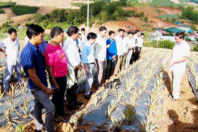 Ông Nguyễn Duy Phượng, Giám đốc HTX Nam Phượng (phải) hướng dẫn các thành viên và người lao động kỹ thuật trồng dứa.
