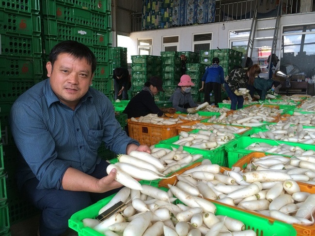 Giám đốc Nguyễn Văn Đoàn đang dẫn dắt HTX Nam Sơn hoạt động theo chuỗi giá trị.