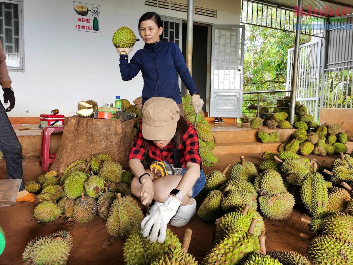 Việc đàm phán mở cửa thị trường đối với một số sản phẩm như sầu riêng, khoai lang bị gián đoạn vì COVID-19.
