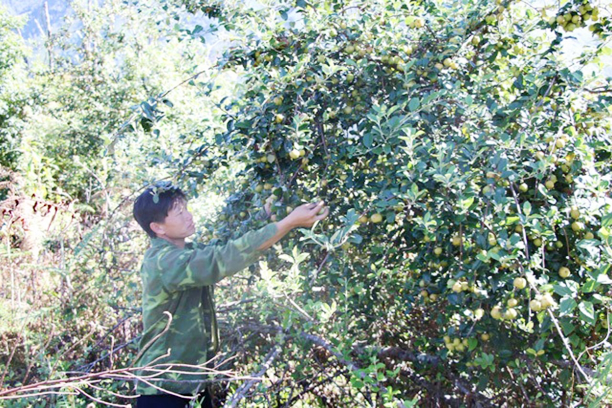 Sơn tra đang là một trong những cây trồng thế mạnh ở Bắc Yên (Ảnh TL).