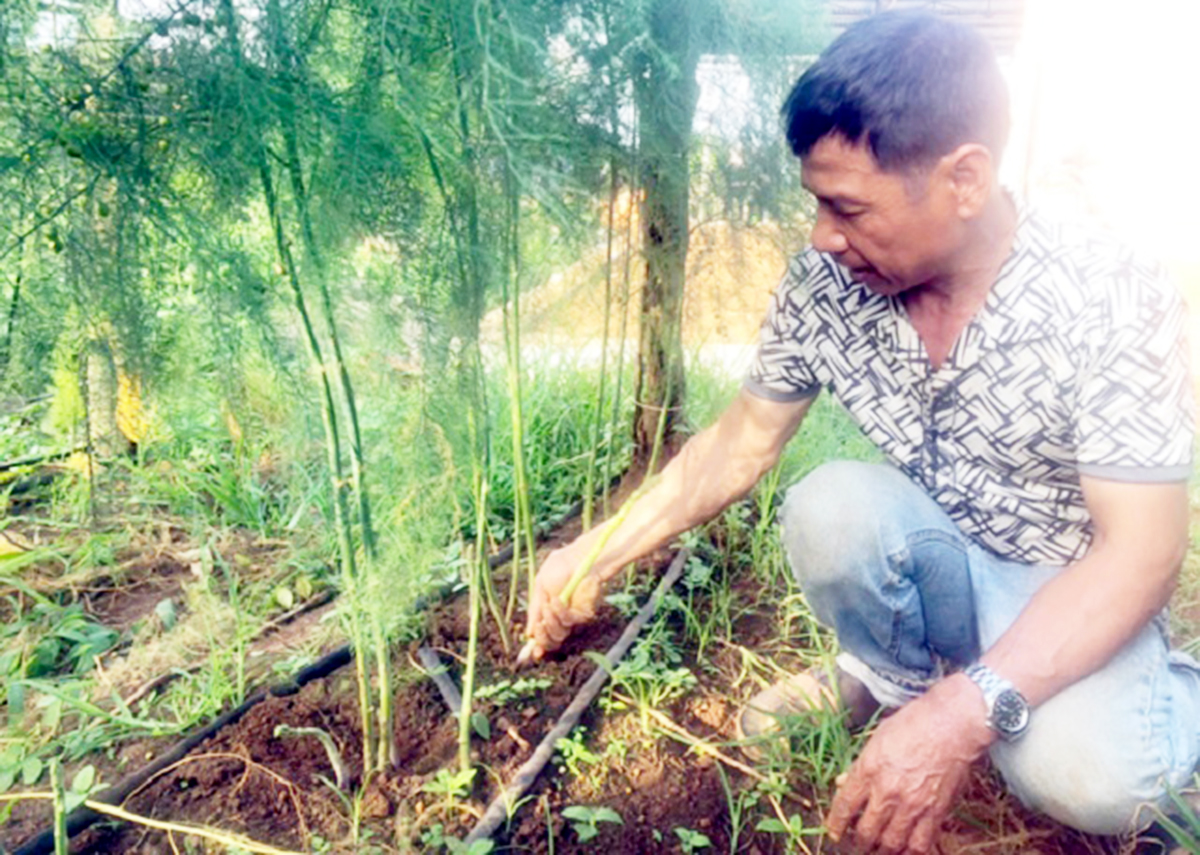 Các HTX đang là các điển hình trong ứng dụng khoa học - kỹ thuật vào sản xuất nông nghiệp (Ảnh TL).