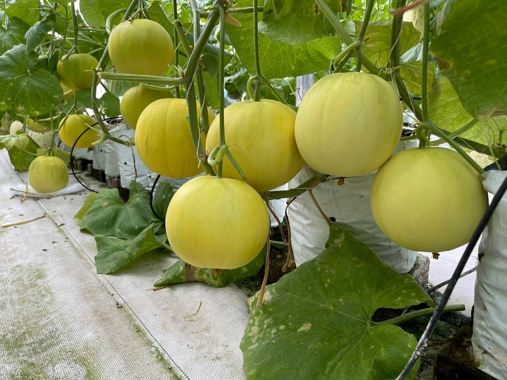 Một trong những giống dưa được trồng tại HTX Thanh Bình.