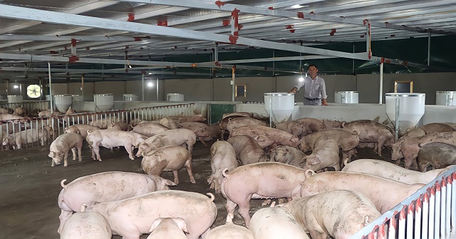 Biết chớp lấy thời cơ “vàng”, mạnh dạn đầu tư, đến nay Giám đốc Phạm Văn Cảnh và các thành viên HTX có thể tự tin đứng trước “bão dịch”, “bão giá”.