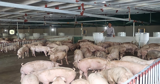 Biết chớp lấy thời cơ “vàng”, mạnh dạn đầu tư, đến nay Giám đốc Phạm Văn Cảnh và các thành viên HTX có thể tự tin đứng trước “bão dịch”, “bão giá”.