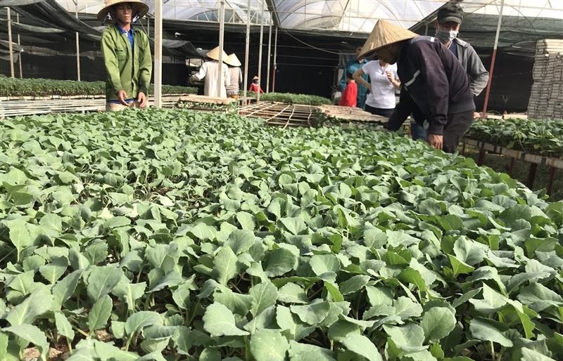 Khu vực sản xuất rau giống của HTX Nam Sơn.