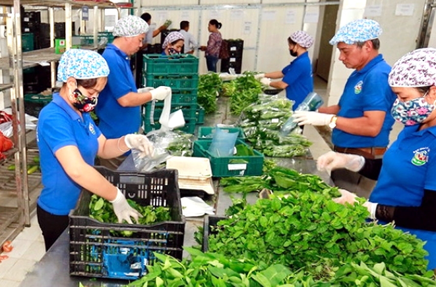 Chính phủ yêu cầu các địa phương kịp thời triển khai các giải pháp hỗ trợ HTX, doanh nghiệp sản xuất, tiêu thụ nông sản.