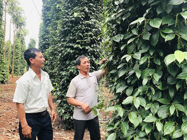 Bộ NN&PTNT cần sớm chỉ đạo Cục Trồng trọt thống kê diện tích và sản lượng hồ tiêu trên cả nước.