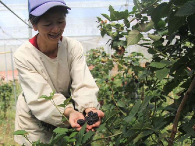 HTX Minh Thọ là đơn vị sản xuất nông nghiệp hữu cơ và ứng dụng công nghệ cao hiệu quả ở Lâm Đồng.