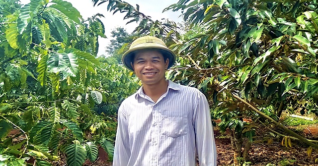 Trồng bơ Booth hữu cơ, thành viên và các hộ liên kết HTX không lo đầu ra.