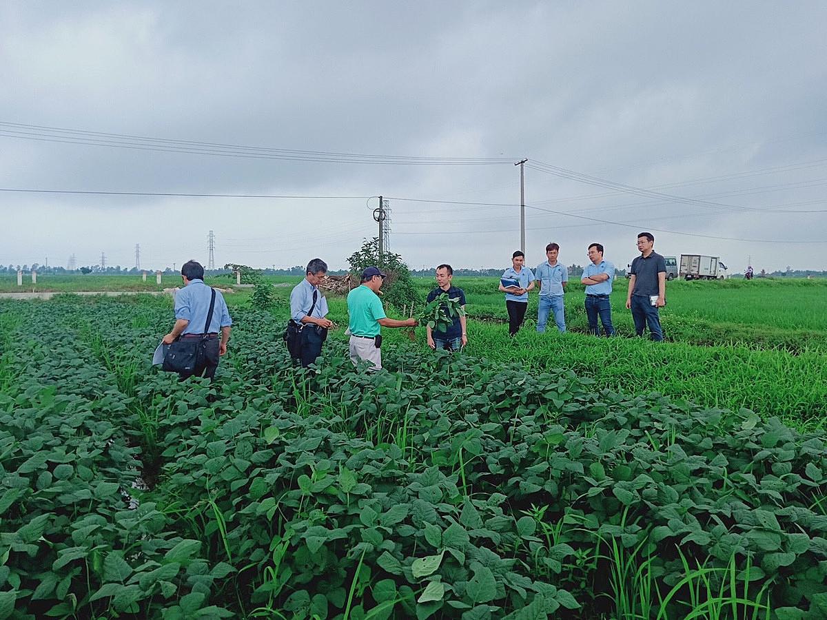 Các kỹ sư Nhật Bản kiểm tra quá trình sinh trưởng của cây đậu tương rau do HTX trồng