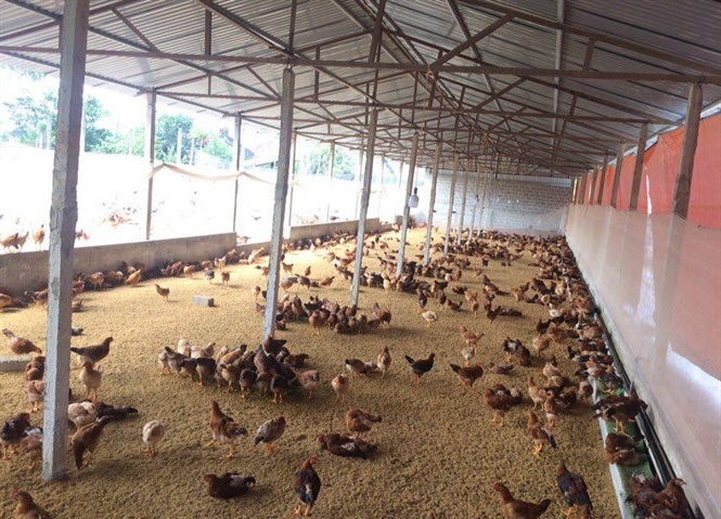 Chăn nuôi theo phương pháp hữu cơ giúp giải quyết những tồn tại về môi trường.