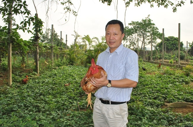 Gà được chạy bộ và nghe nhạc nên cho chất lượng tốt hơn so với nuôi gà thông thường.