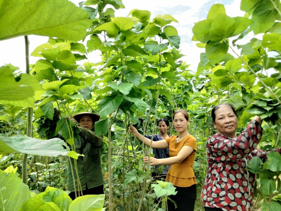 Có chưa đến 10% số cán bộ, người lao động làm việc trong khu vực HTX tham gia BHXH bắt buộc.