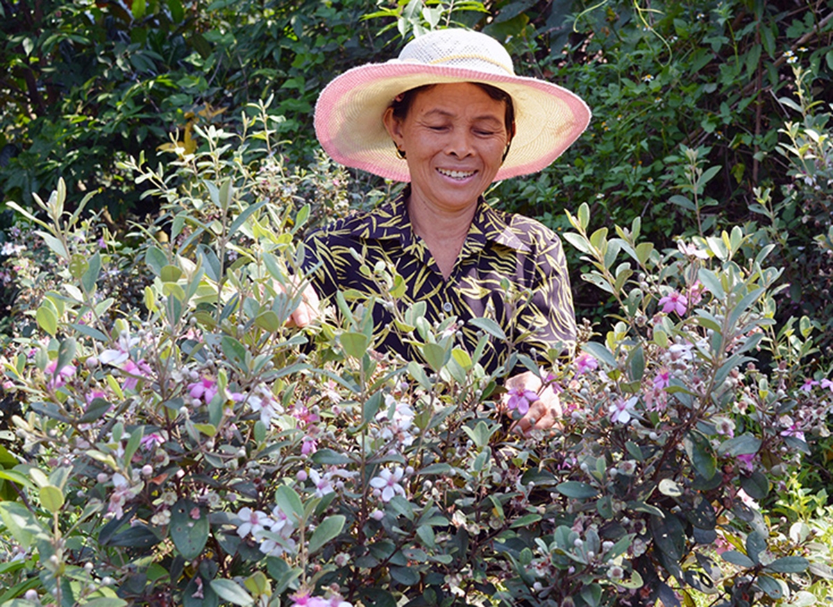 Xã sẽ tiếp tục thúc đẩy các cây trồng thế mạnh như sim, nấm... theo hướng an toàn sinh thái (Ảnh TL).