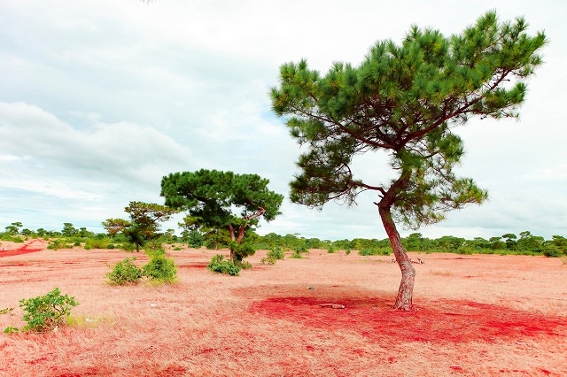 Gia Lai tập trung nguồn lực thu hút nhà đầu tư chiến lược cho hàng loạt dự án.