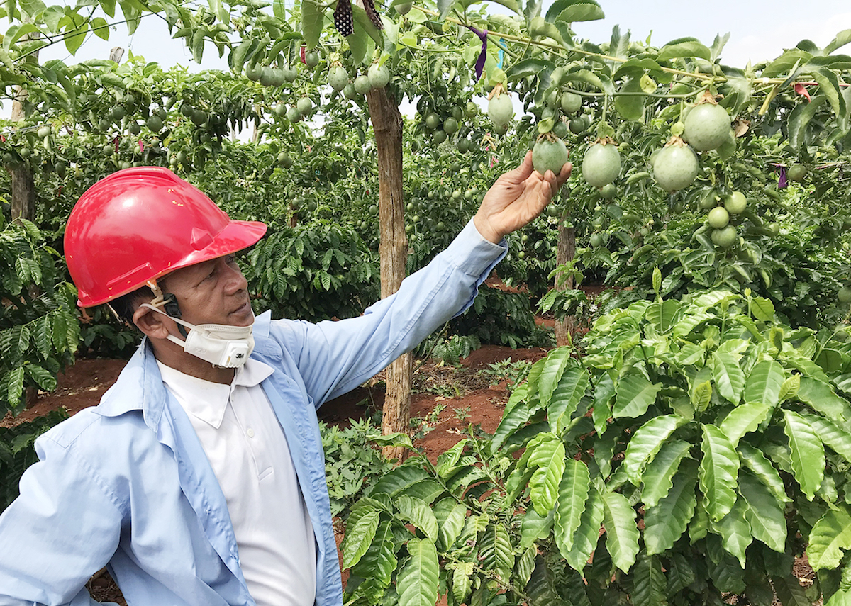 Nhu cầu chanh leo của thị trường thế giới rất lớn, trong khi Việt Nam đang thiếu nguyên liệu để chế biến.