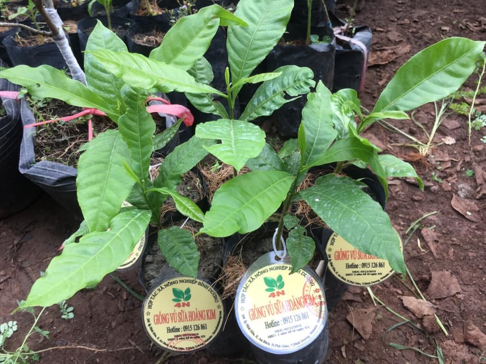 Việc xuất bán, vận chuyển cây giống của HTX nông nghiệp Bình Dương gặp khó vì nhiều tỉnh, thành thực hiện giãn cách xã hội.