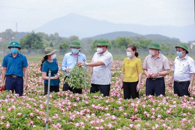 Trồng sâm bố chính hữu cơ mang lại giá trị kinh tế và môi trường nên được các cấp ngành quan tâm.