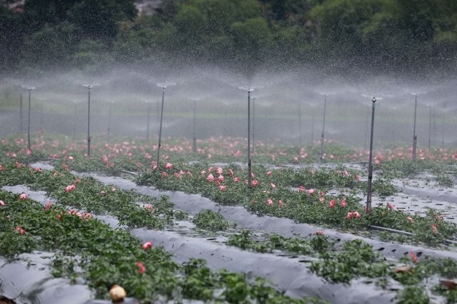 Đầu tư hệ thống tưới tự động giúp hạn chế rửa trôi chất dinh dưỡng và đất trong quá trình sản xuất.