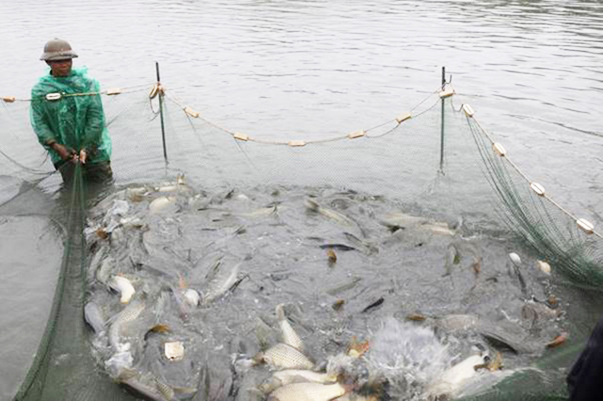 HTX đang có vai trò quan trọng trong phát triển nuôi trồng thủy sản VietGAP ở Gia Minh (Ảnh TL).