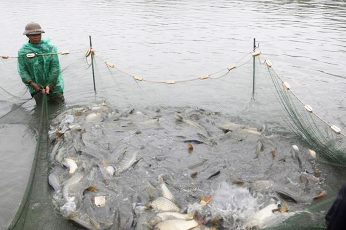 HTX đang có vai trò quan trọng trong phát triển nuôi trồng thủy sản VietGAP ở Gia Minh (Ảnh TL).