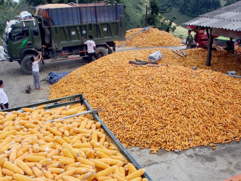 Việt Nam nhập tới trên 9,9 triệu tấn ngô/năm, chiếm gần một nửa tổng nguyên liệu thức ăn chăn nuôi nhập khẩu (Ảnh: Int)