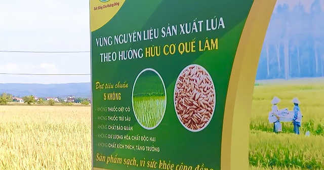 HTX Hòa Phong tiếp tục nhân rộng và phát triển mô hình trồng lúa hữu cơ, xây dựng phát triển “Gạo sạch Tây Hòa”.