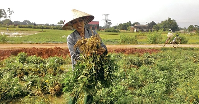 Ngoài chế biến dầu thực vật, HTX Quang Hà còn hình thành vùng nguyên liệu, gắn kết người nông dân với chuỗi sản xuất.