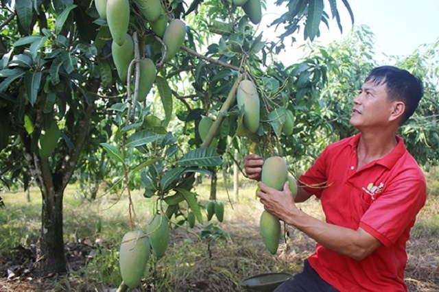 Ông Lại Hồng Chí, Giám đốc HTX dịch vụ nông nghiệp cây ăn trái đồi Sabi kiểm tra xoài trước khi thu hoạch.