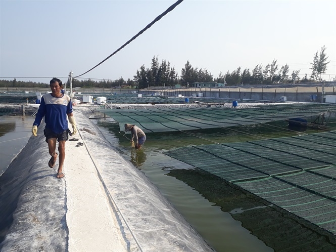 Áp dụng khoa học công nghệ, đầu tư bài bản là cách nâng cao hiệu quả kinh tế và hạn chế ô nhiễm môi trường cho người nuôi tôm.