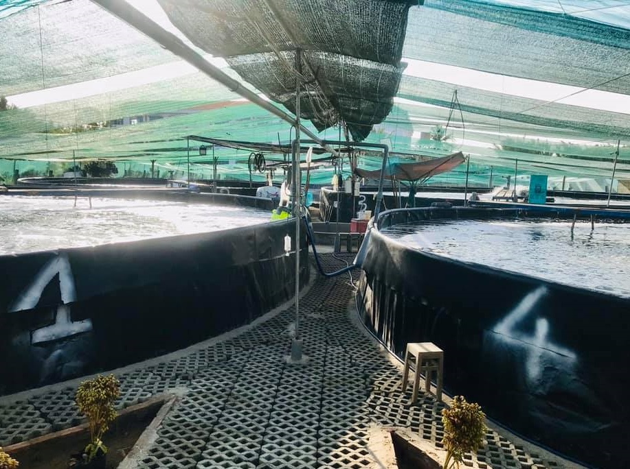 Khu vực bể nuôi tôm tròn nổi trên mặt đất của HTX Công Nghệ Xanh.